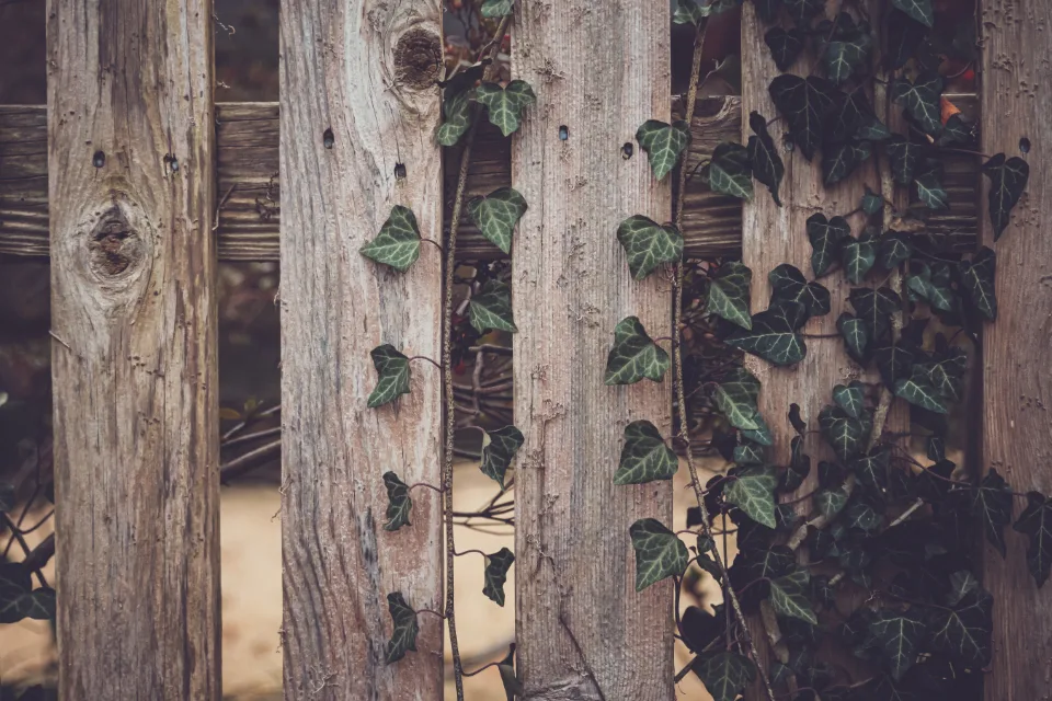 Timber garden fence with climbing ivy